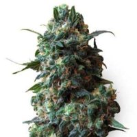 (image for) Afghan Kush