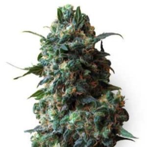 (image for) Afghan Kush