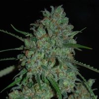 Afghan Skunk feminized