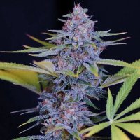 (image pour) Afghani Gold 5 fem
