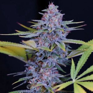 (Bild für) Afghani Gold 5 fem