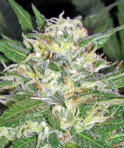 (Bild für) Afghan OG