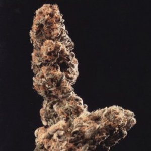 (image for) Afghani Special