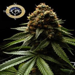 Ein allgemeines Bild