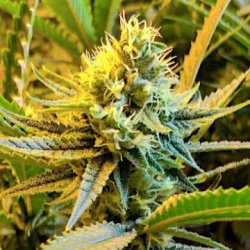 Ein allgemeines Bild