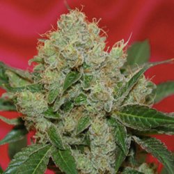 Ein allgemeines Bild