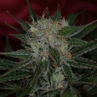 (image for) Agent Orange