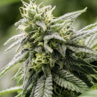 Airborne G13 S1 female