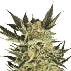 Ein allgemeines Bild