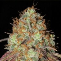 (image pour) AK Confidential