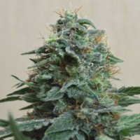 AK Kush fem