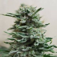 AK Skunk Auto fem