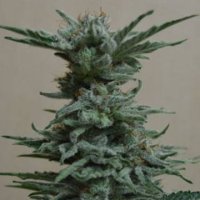 AK Skunk fem