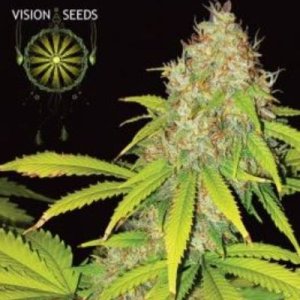 (imagen para) AK 49 Auto fem
