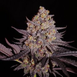 Ein allgemeines Bild