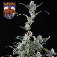 (Bild für) Alaskan Bananaberry Auto female