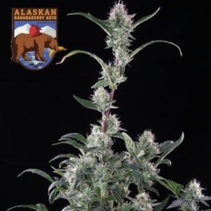 (Bild für) Alaskan Bananaberry Auto female
