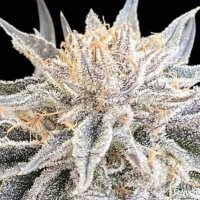 (Bild für) Alaskan Do-Si-Dos female