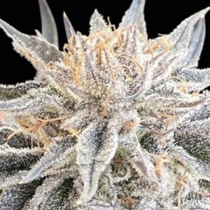 (Bild für) Alaskan Do-Si-Dos female