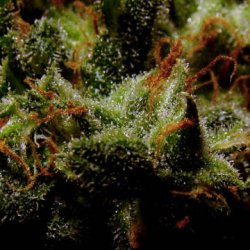 Ein allgemeines Bild