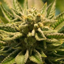 Ein allgemeines Bild