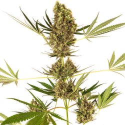 Ein allgemeines Bild