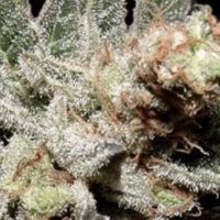 (imagen para) Amethyst Bud