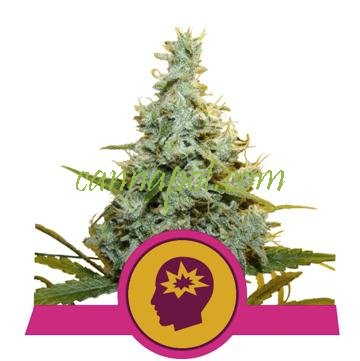 AMG feminized - zum Schließen ins Bild klicken