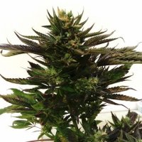 Drehaschenbecher Reggae V 9cm - Star-Buds-Luzern