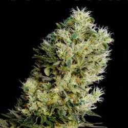 Ein allgemeines Bild