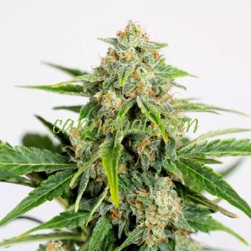 Amnesia CBD Pure Auto - zum Schließen ins Bild klicken