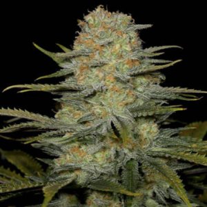 (Bild für) Amnesia CBD