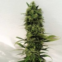 Amnesia F2