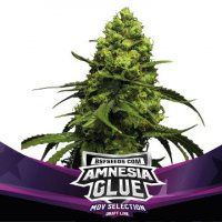 Amnesia Glue