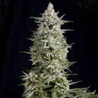 Amnesia Gold female