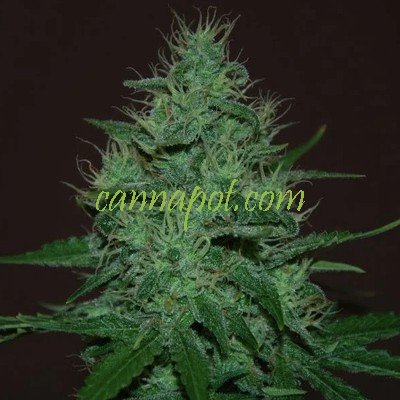 Amnesia Haze Auto feminized - zum Schließen ins Bild klicken