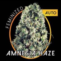(Bild für) Amnesia Haze Auto fem
