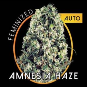 (image pour) Amnesia Haze Auto fem
