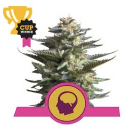 Ein allgemeines Bild