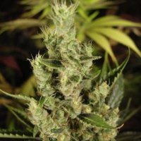 (imagen para) Amnesia Haze