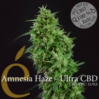 Amnesia Haze Ultra CBD female