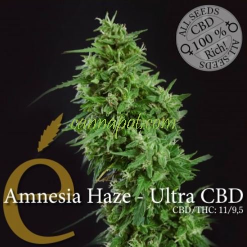 Amnesia Haze Ultra CBD female - zum Schließen ins Bild klicken