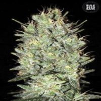 (Bild für) Amnesia Haze female