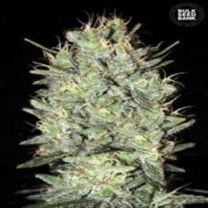 (image for) Amnesia Haze female