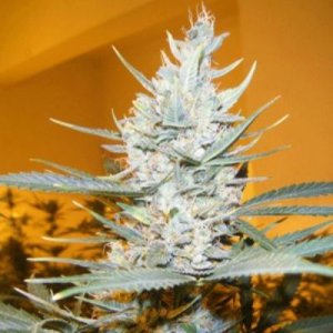 (image for) Amphetamine Auto fem