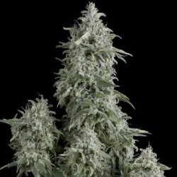 Ein allgemeines Bild