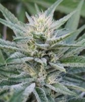 (image pour) Durbin OG