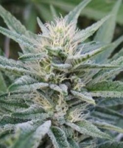 (Bild für) Durbin OG