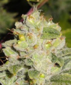 (Bild für) Earth OG