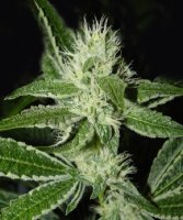 (Bild für) BWB OG (XXX x OG)